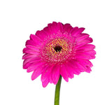 2 Gerbera Daisies Live Plants, Pink Gerbera Daisy Plants Live, Between 5 and 6 Inc Long, Daisy Plant, Daisies Flowers Live Plants for Garden