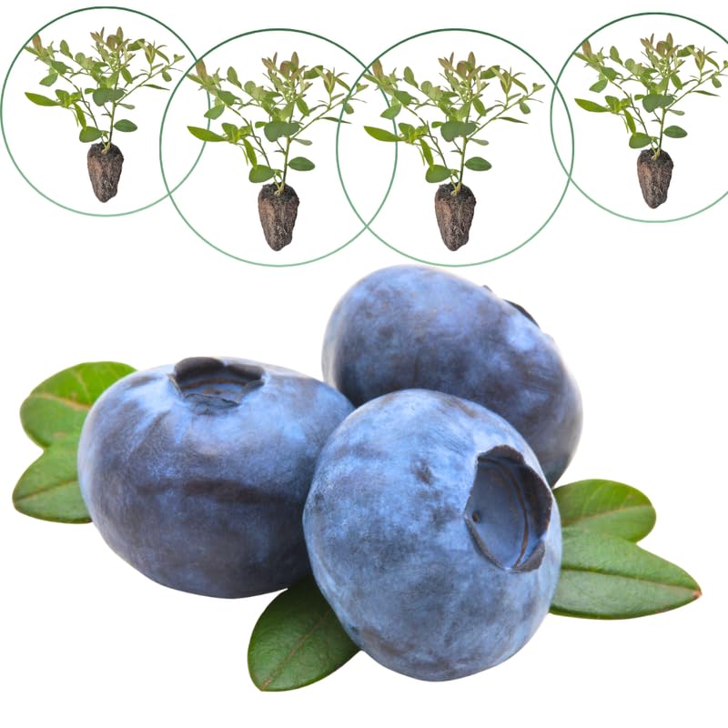 3 Edible Blueberry Bushes Seedlings, High-Yield Blueberry Trees Live Plants, 6 Months Old, Starter 3-6" in Tall, Cold Hardy Zones 4-7
