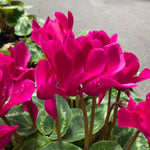 2 Pink Cyclamen Plants Live in 4" Pot, Already Bloom in Vibrant Color, Easy to Care for Indoor or Garden Flowering Houseplant
