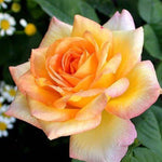 Rose Plant Live, Hybrid Tea Rose Bush Live Plant, 5-9 Inch Tall, Fragrant Flowers Shrub Ready to Plant Outdoor, No Pot, Well-Rooted (Gold Rose)
