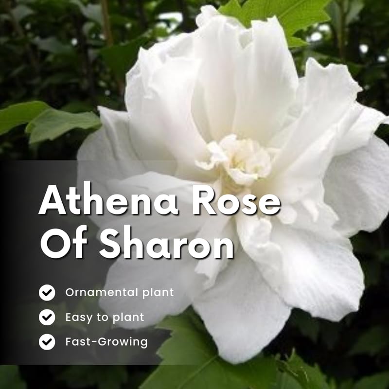 White Rose of Sharon Plant, Hardy Hibiscus Bush Shrub Well-Rooted 7-13" Tall Althea Shrub with Summer Blooms for Outdoor Landscape