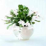 Thanksgiving Cactus Live Plant in 2" Pot, Holiday Christmas Cactus Plants Live, Winter Bloom, Indoor Planting, Ready to Blooms (White)