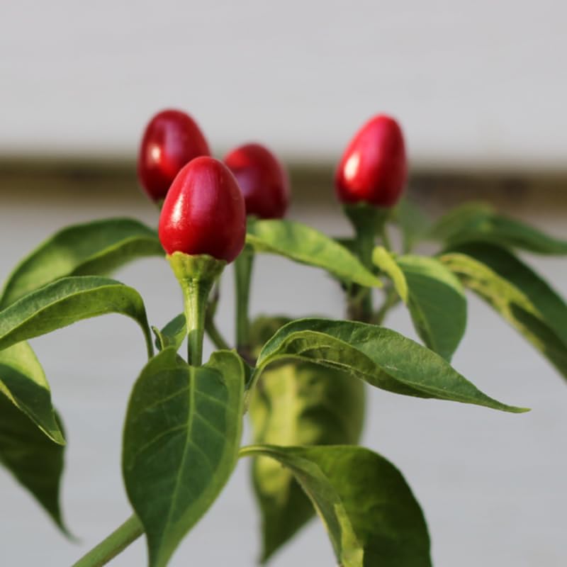 No CA, Chiltepin Pepper Live Plant, 120 Days Old Hot Chile Chiltepin Pepper Plants Live, Tepin Chili Pepper Plants, 7 to 10 Inc Tall for Growing