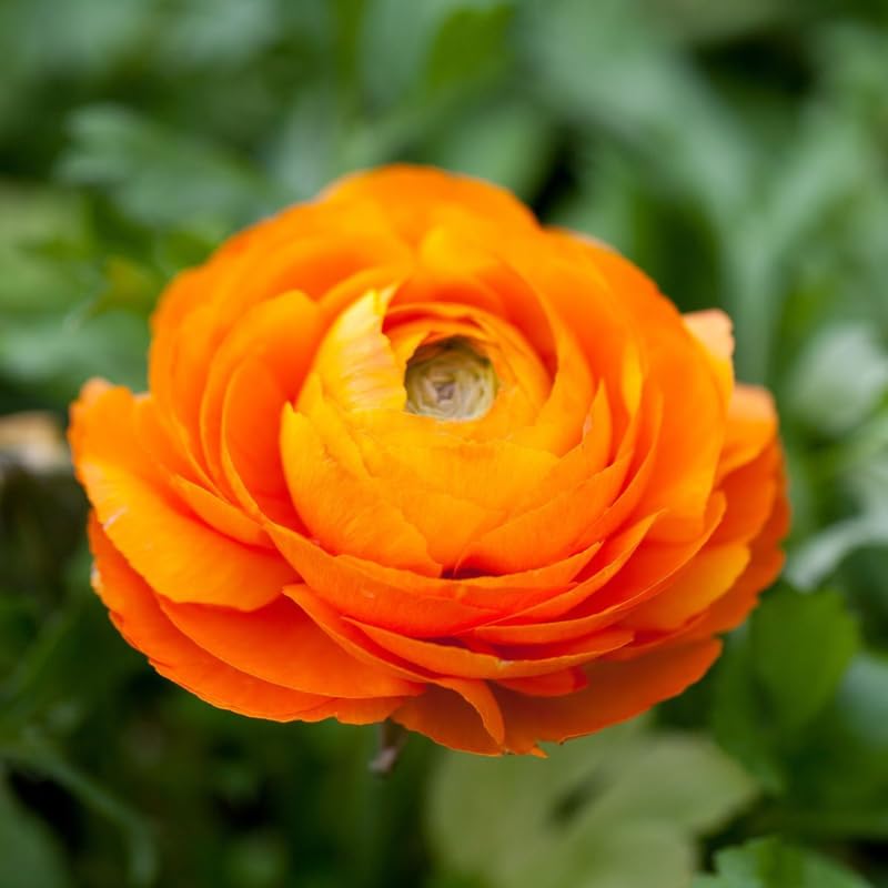 Pack of 30 Ranunculus Bulbs for Spring Planting, Ranunculus Bulbs for Planting, Spring Blooms Vibrant Perennial Bulbs for Garden Borders (Orange Ranunculus)