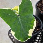 Elephant Ear Plants, Rare Colocasia Plant Live, Perennial Esculenta Taro Alocasia 4-8 Inch Tall, Indoor Outdoor Garden (Variegated White)