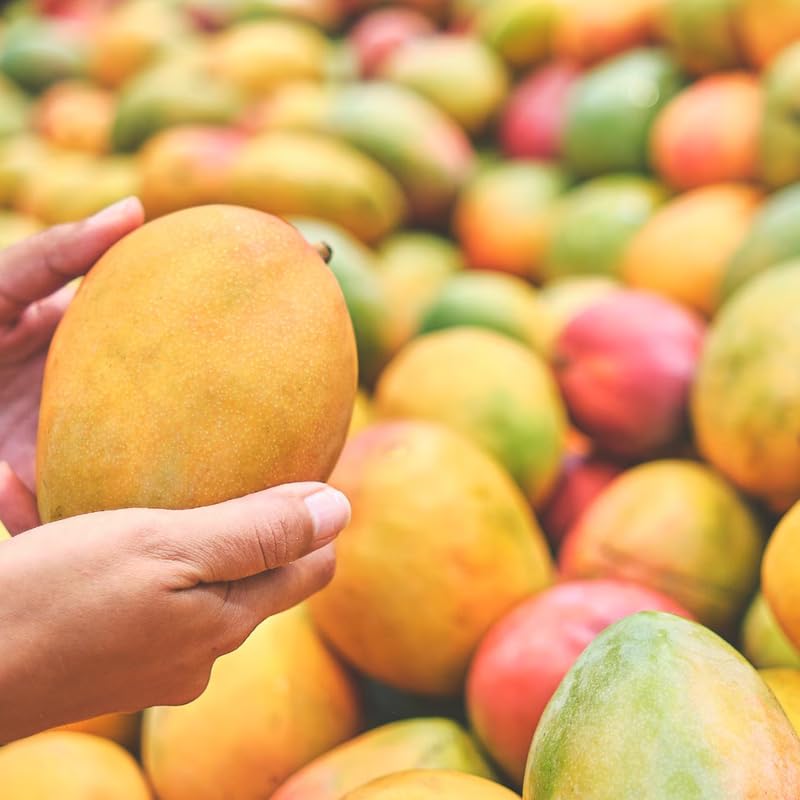 Tommy Atkins Mango Plant Live for Planting, 1 Year Old 10–14 Inch Tall, Mid Season Sweet Mango Variety Zones 9–11