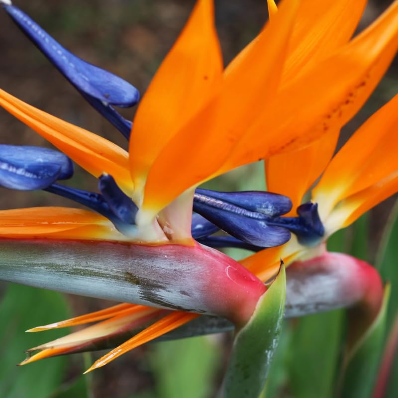 Bird of Paradise Plant Live for Planting, 5 to 10 Inches Tall, Tropical Strelitzia Reginae Bird of Paradise Live Plant (Orange Bird of Paradise)