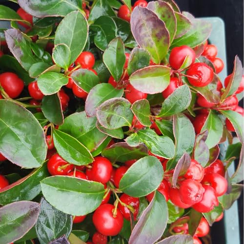 Gaultheria Cherry Live Plant, Teaberry Plants, Colorful Red Berries Plant for Winter, 4 to 7 Inch Tall