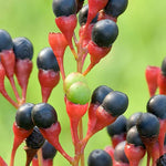 Set 5 of 1 Year Old Sassafras Tree Live Plant Bare Root, Fragrant, 12-18" Yellow Red Color in Fall, Seedling Sassafras Plants