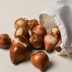 10 Mix Tulip Bulbs, Mixed Bulbs for Fall Planting, Indoor Outdoor Garden, Ready to Plant (Black Parrot Tulip)