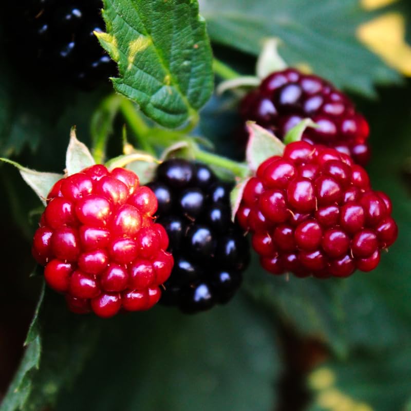 2 Thornless BlackBerry Plants Live for Planting, BlackBerry Bushes Live Plants 5 to 8 Inc Tall, Blackberries Fruit (Sweet Pie BlackBerry)