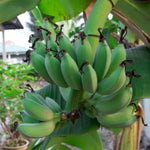 Namwah Banana Plant Live, 4-6" Tall Well-Rooted for Indoor Tropical Displays, Cold Hardy Banana Fruit Tree
