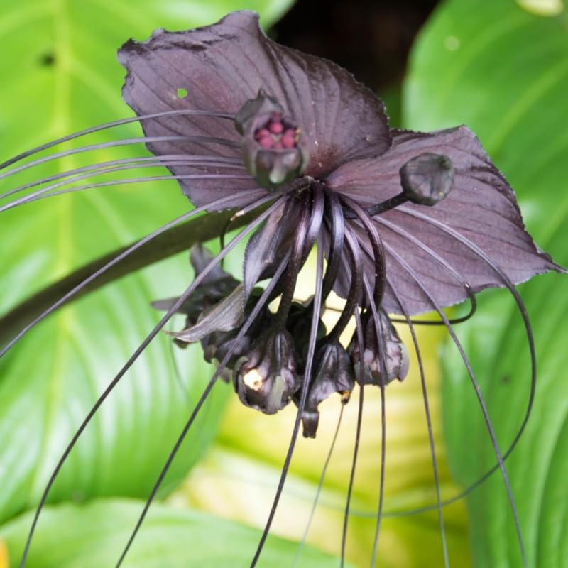 Bat Orchid Plant Live for Planting, in 2 Inch Pot, Tacca Chantrieri Flower Live Plants, Houseplants Live to Grow (Black)