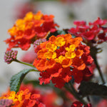 4 Lantana Plants Live for Planting, Fragrant Lantana Live Plant to Grow Indoor Outdoor, Lantana Flowers Perennial, 4-8" Tall (Orange Lantana)