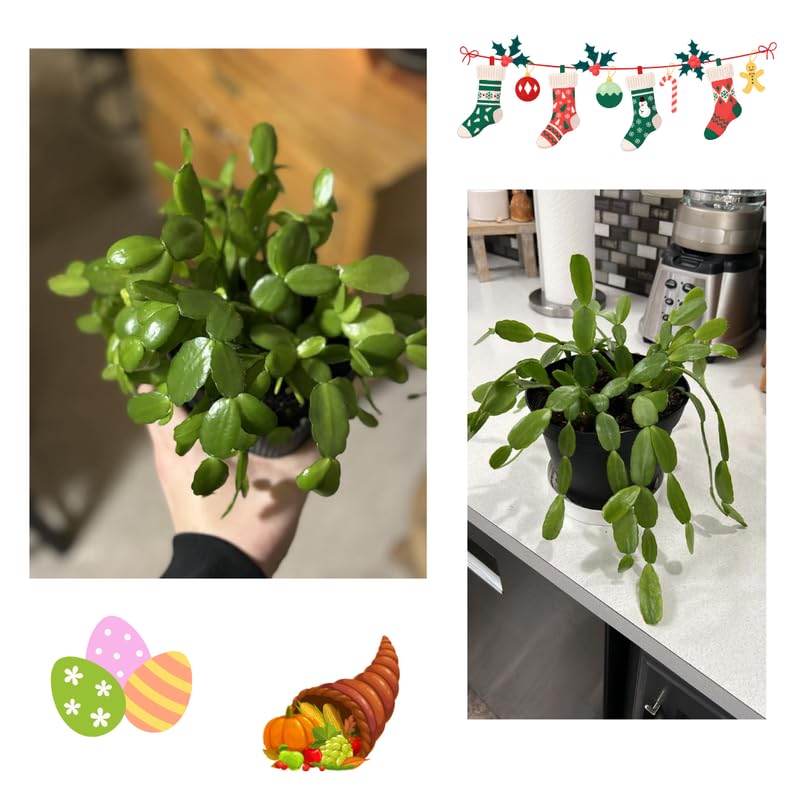 Christmas Cactus Plant Live, Starter Holiday Thanksgiving Cactus Plant for Indoor Outdoor Houseplants, Fasle Easter Cactus Plants Like, Cold Hardy, 5-9" in Tall (Orange)