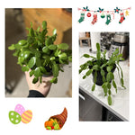 4 Red Easter Cactus Plants Live, Starter Holiday Cactus Plant for Indoor Outdoor Houseplants, False Christmas Thanksgiving Cactus Plants Like, Cold Hardy, 5-9" in Tall, No Pot