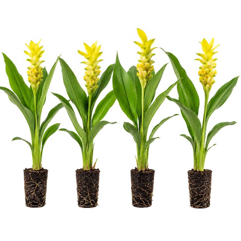 4 Yellow Turmeric Live Plants, Curcuma Turmeric Well Rooted 4-7 Inch Tall, Garden, Patio and Indoor Herb Growing