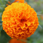 Set of 4 Marigold Plants Live, Orange Marigold Live Plants, 5 Inches to 8 Inches Long, Live Marigold Plants Indoor Gardening Outdoor