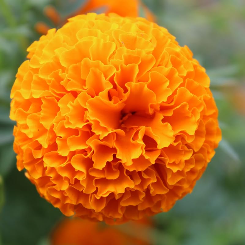 Set of 4 Marigold Plants Live, Orange Marigold Live Plants, 5 Inches to 8 Inches Long, Live Marigold Plants Indoor Gardening Outdoor