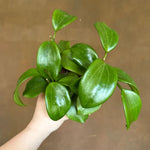Hoya Quinquenervia Live Plant 3 Inches, Five Veined Hoyas Plant, Trailing Plants for Home Decoration Indoor