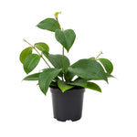 Hoya Plants Live Houseplants, Hoya Quinquenervia Plant, 5 to 7 Inches Tall, Well Rooted Plants, Indoor Growing