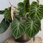 Large Heart-Shaped Philodendron Plant Live, Rare Tropical Variegated Live Indoor Houseplant, Starter Plants No Pot, 5-9" in Tall