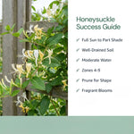 6 Yellow Honeysuckle Cuttings 8–10 Inches, Honeysuckle Vine Plant Cuttings, Fragrant Flowering Climbing Plant for Outdoor Growing