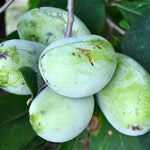 Set 2 Common Pawpaw Trees Live Plants Bare Roots, 6 to 11 Inches Tall, Paw Paw Plant Bare Roots for Gardening Outdoor