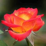 Rose Plant Live for Planting, Bareroot 6-10 Inch Tall, Climbing Vine Bush Shrub for Flowering (Moment Orange Rose)