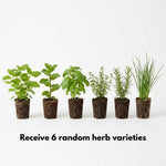 6 Herb Plants Live Starter Plugs, Basil, Rosemary, Oregano, Mint or Assorted Edible Herbs, Ready-to-Plant Garden Combo