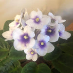 White Blue African Violet Live Plant, 4 Inch Pot African Violets Live Plant, Live Afican Violets Plants, Flowering African Violets Live Plants Indoor Garden, Perennial Live African Violet Plants