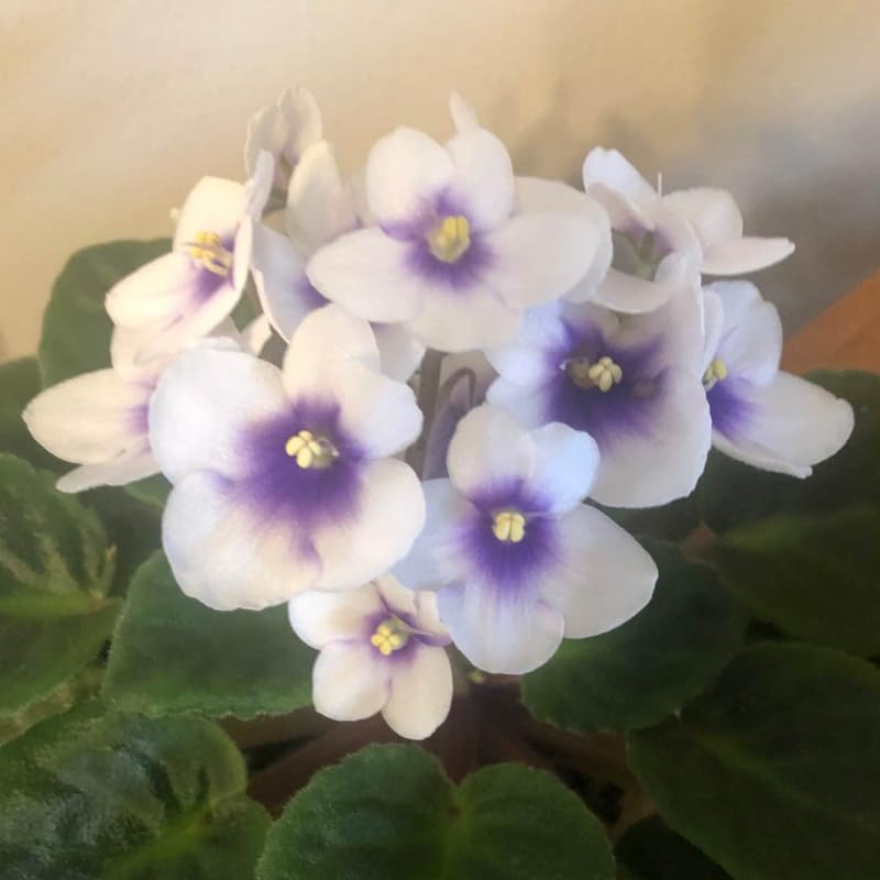 White Blue African Violet Live Plant, 4 Inch Pot African Violets Live Plant, Live Afican Violets Plants, Flowering African Violets Live Plants Indoor Garden, Perennial Live African Violet Plants