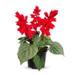 2 Vibrant Sage Salvia Live Plants, Fragrant Perennial Sage Plants Live for Spring Planting, Summer Planting, 5 to 10 Inches in Tall, (Scarlet Red)