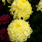 Pack 3 Gold Chrysanthemum Plants, Mums Plants Live, 3 to 6 Inch Tall Garden Mum Live Plant, Vibrant Fall Blooms, Hardy Chrysanthemum Flowers, No Pot