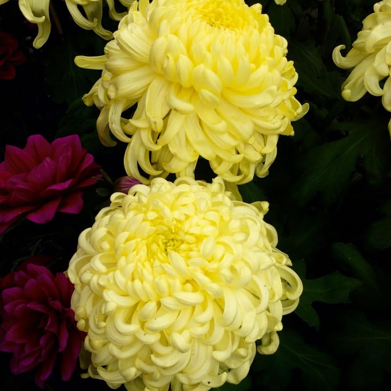 Pack 3 Gold Chrysanthemum Plants, Mums Plants Live, 3 to 6 Inch Tall Garden Mum Live Plant, Vibrant Fall Blooms, Hardy Chrysanthemum Flowers, No Pot