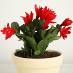 Red Easter Cactus Plants Live, 4 to 6 Inch Tall Easter Cactus Plants Live Indoor Garden, Live Easter Cactus Flower Plant, Spring Cactus Live Houseplant, Easter Cactus