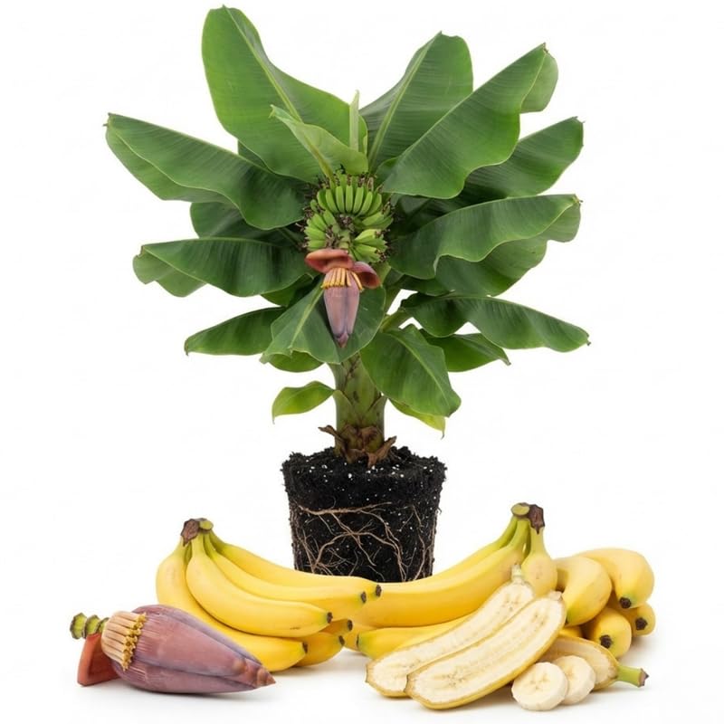 Truly Tiny Banana Tree Live Plant, Edible Fruit, 4-6" Tall