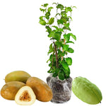 Giant Passion Fruit Plant Live, Tropical Fruit Vine for Planting, 5-10" Tall, Sweet Edible Fruits