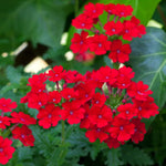 2 Red Verbena Live Plants, Trailing Verbena Plants for Planting Outdoor, Perennial Ground Cover Flowers 4-7 Inches