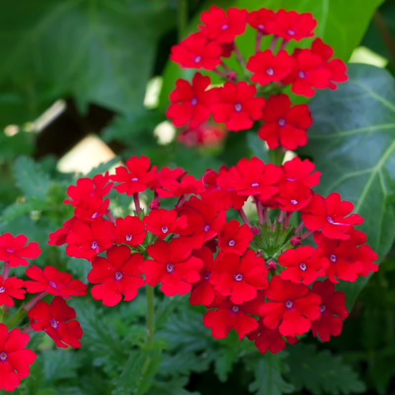 2 Verbena Live Plants, Trailing Verbena Plants for Planting Outdoor, Perennial Ground Cover Flowers 4-7 Inches