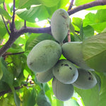 Set 2 Common Pawpaw Trees Live Plants Bare Roots, 6 to 11 Inches Tall, Paw Paw Plant Bare Roots for Gardening Outdoor