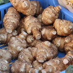 1 Pound Jerusalem Artichoke for Planting Outdoors, Jerusalem Artichoke Root Plant