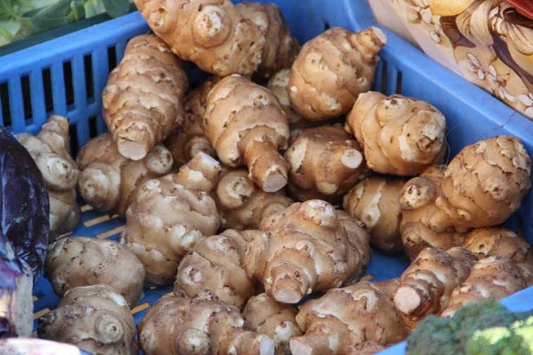 1 Pound Jerusalem Artichoke for Planting Outdoors, Jerusalem Artichoke Root Plant