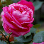 Rose Plant Live for Planting, Bareroot 6-10 Inch Tall, Climbing Vine Bush Shrub for Flowering (Cant Pink Rose)