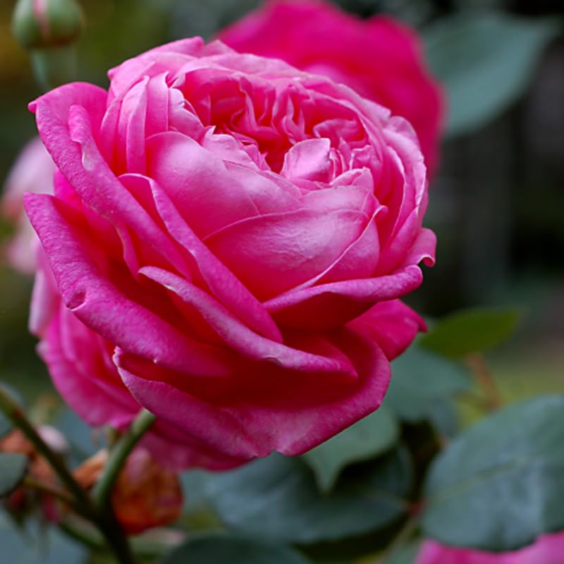 Rose Plant Live for Planting, Bareroot 6-10 Inch Tall, Climbing Vine Bush Shrub for Flowering (Cant Pink Rose)