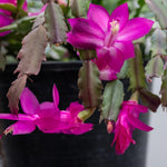 Pink Purple Christmas Cactus Plants Live in 4 Inch Pot, Perennial Christmas Thanksgiving Cactus Plants Potted, Vibrant Flower Holiday Houseplant Indoors Outdoors