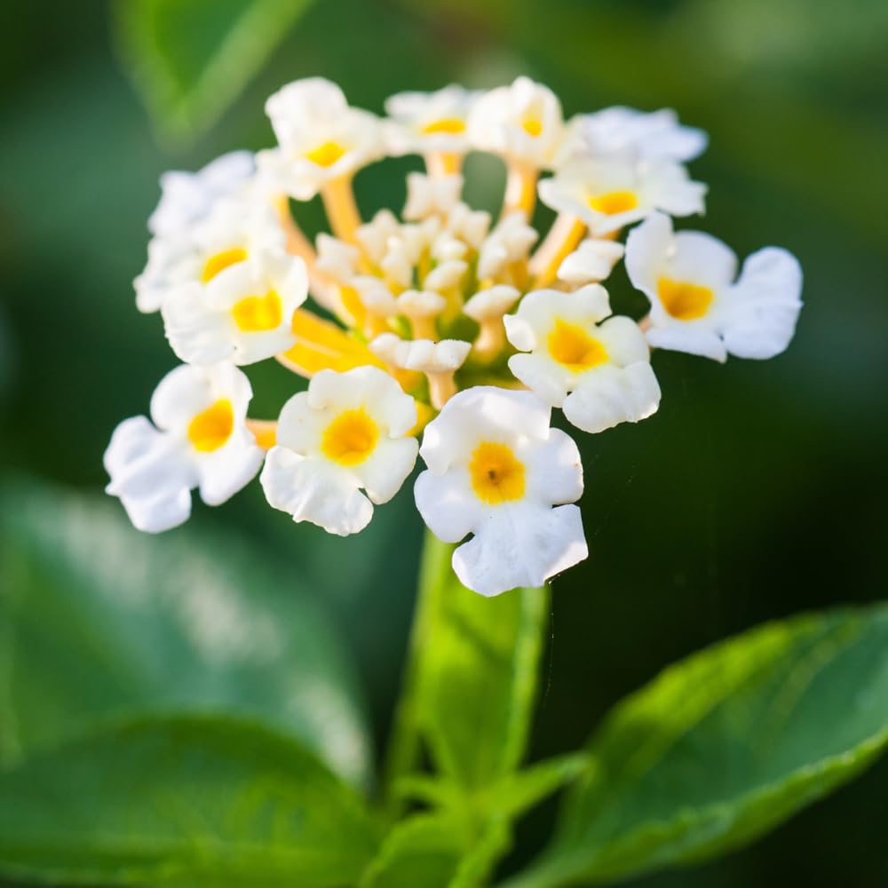 2 Trailing Lantana Plants Live for Planting Indoor Outdoor, 4-8 Inch Tall, Butterfly Fragrant Lantana Flowers Perennial to Grow, No Pot (White Lantana)