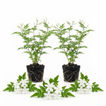 2 Poet Jasmine Live Plants, Fragrant Flowering Shrubs, 4-6" Tall