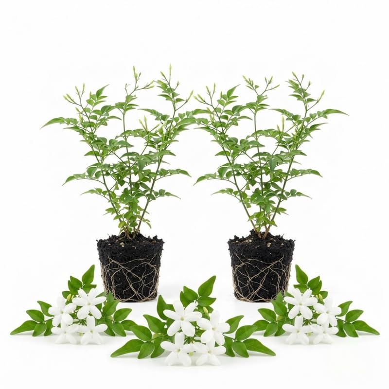 2 Poet Jasmine Live Plants, Fragrant Flowering Shrubs, 4-6" Tall