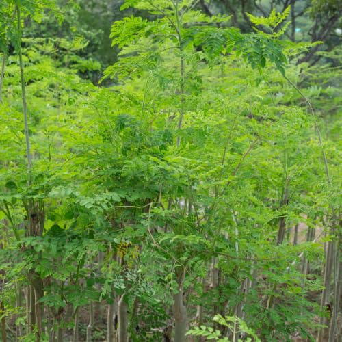 Moringa Tree Plant Live in 4 Inch Pot, Moringa Oleifera Drumstick Tree, Malunggay Trees Live Plants for Planting, 2 Plants per Pot